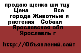 продаю щенка ши-тцу › Цена ­ 10 000 - Все города Животные и растения » Собаки   . Ярославская обл.,Ярославль г.